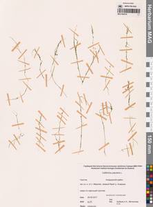 Болотник обыкновенный L., Сибирь, Чукотка и Камчатка (S7) (Россия)