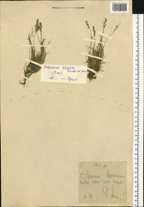 Бескильница Райта (Scribn. & Merr.) Tzvelev, Сибирь, Чукотка и Камчатка (S7) (Россия)