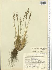Бескильница Райта (Scribn. & Merr.) Tzvelev, Сибирь, Чукотка и Камчатка (S7) (Россия)