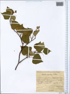 Betula pendula subsp. mandshurica (Regel) Ashburner & McAll., Сибирь, Якутия (S5) (Россия)