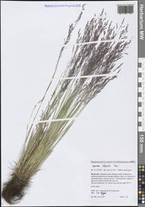 Полевица булововидная Trin., Сибирь, Прибайкалье и Забайкалье (S4) (Россия)