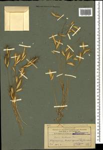 Костер Дантонии Trin., Кавказ, Азербайджан (K6) (Азербайджан)