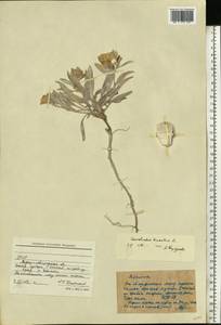 Вьюнок узколистный L., Восточная Европа, Северо-Украинский район (E11) (Украина)