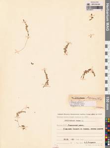 Болотник обыкновенный L., Сибирь, Якутия (S5) (Россия)