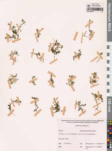 Болотник обыкновенный L., Сибирь, Якутия (S5) (Россия)