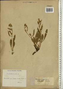 Вьюнок узколистный L., Восточная Европа, Нижневолжский район (E9) (Россия)