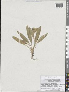 Вьюнок узколистный L., Восточная Европа, Центральный лесостепной район (E6) (Россия)