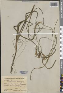 Иксиолирион татарский (Pall.) Schult. & Schult.f., Средняя Азия и Казахстан, Сырдарьинские пустыни и Кызылкумы (M7) (Узбекистан)