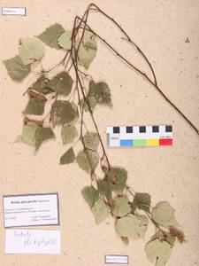 Betula pendula subsp. mandshurica (Regel) Ashburner & McAll., Сибирь, Алтай и Саяны (S2) (Россия)