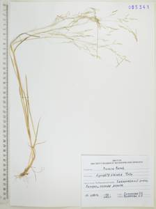 Полевица булововидная Trin., Сибирь, Дальний Восток (S6) (Россия)