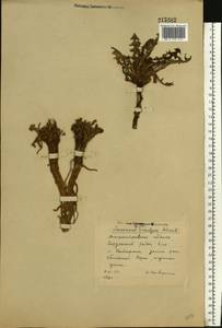 Одуванчик лекарственный Weber ex F. H. Wigg., Восточная Европа, Южно-Украинский район (E12) (Украина)