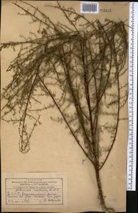 Полынь веничная, Полынь метельчатая Waldst. & Kit., Средняя Азия и Казахстан, Копетдаг, Бадхыз, Малый и Большой Балхан (M1) (Туркмения)