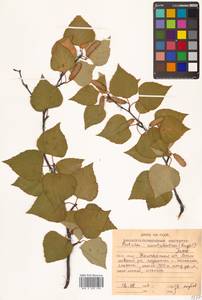 Betula pendula subsp. mandshurica (Regel) Ashburner & McAll., Сибирь, Чукотка и Камчатка (S7) (Россия)