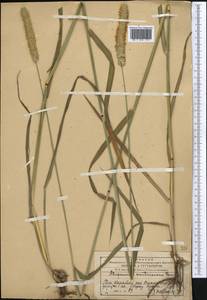 Лисохвост тростниковидный Poir., Средняя Азия и Казахстан, Западный Тянь-Шань и Каратау (M3) (Казахстан)