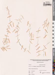 Болотник обыкновенный L., Сибирь, Чукотка и Камчатка (S7) (Россия)