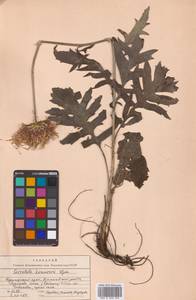 Klasea centauroides subsp. komarovii (Iljin) L.Martins, Сибирь, Дальний Восток (S6) (Россия)