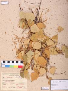 Betula pendula subsp. mandshurica (Regel) Ashburner & McAll., Сибирь, Алтай и Саяны (S2) (Россия)