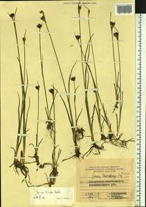 Juncus castaneus subsp. triceps (Rostk.) Novikov, Сибирь, Дальний Восток (S6) (Россия)