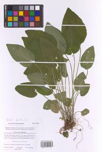 Фиалка коротковолосистая, Фиалка опушенная L., Восточная Европа, Московская область и Москва (E4a) (Россия)