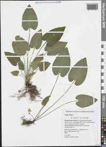 Фиалка коротковолосистая, Фиалка опушенная L., Восточная Европа, Центральный район (E4) (Россия)