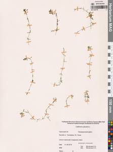 Болотник обыкновенный L., Сибирь, Чукотка и Камчатка (S7) (Россия)