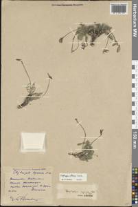 Остролодочник албанский Steven, Кавказ, Дагестан (K2) (Россия)