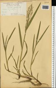 Поручейница водная, Поручейница водяная (L.) P.Beauv., Восточная Европа, Центральный лесостепной район (E6) (Россия)