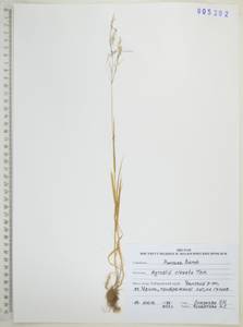 Полевица булововидная Trin., Сибирь, Дальний Восток (S6) (Россия)