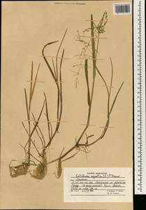 Поручейница водная, Поручейница водяная (L.) P.Beauv., Зарубежная Азия (ASIA) (Афганистан)