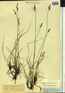 Осока черная (L.) Reichard, Сибирь, Прибайкалье и Забайкалье (S4) (Россия)