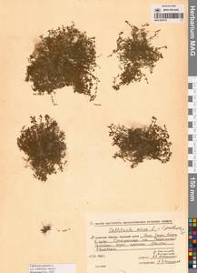 Болотник обыкновенный L., Сибирь, Чукотка и Камчатка (S7) (Россия)