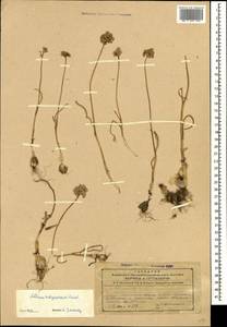 Allium talyschense Miscz. ex Grossh., Кавказ, Азербайджан (K6) (Азербайджан)