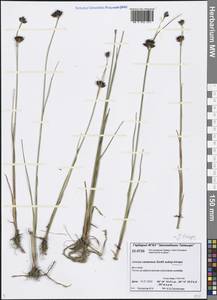 Juncus castaneus subsp. triceps (Rostk.) Novikov, Сибирь, Центральная Сибирь (S3) (Россия)