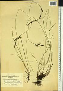 Осока черная (L.) Reichard, Сибирь, Алтай и Саяны (S2) (Россия)