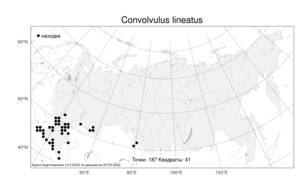 Convolvulus lineatus, Вьюнок узколистный L., Атлас флоры России (FLORUS) (Россия)