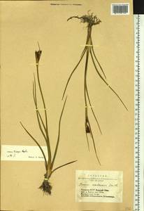 Juncus castaneus subsp. triceps (Rostk.) Novikov, Сибирь, Алтай и Саяны (S2) (Россия)