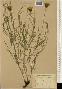 Psephellus trinervius (Willd.) Wagenitz, Крым (KRYM) (Россия)
