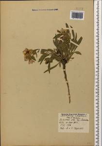 Вьюнок узколистный L., Кавказ, Армения (K5) (Армения)