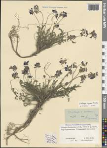 Остролодочник албанский Steven, Кавказ, Северная Осетия, Ингушетия и Чечня (K1c) (Россия)