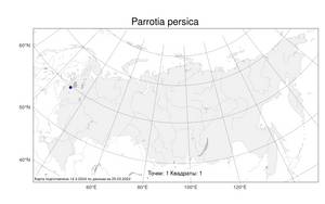 Parrotia persica, Парротия персидская, Железное дерево (DC.) C. A. Mey., Атлас флоры России (FLORUS) (Россия)