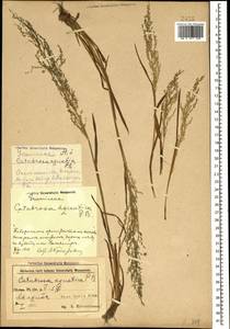Поручейница водная, Поручейница водяная (L.) P.Beauv., Кавказ, Азербайджан (K6) (Азербайджан)
