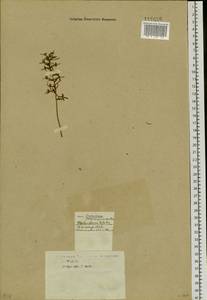 Любка двулистная, Ночная фиалка (L.) Rich., Сибирь, Западная Сибирь (S1) (Россия)