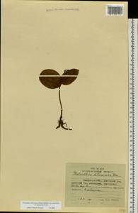 Любка Хориса (Cham.) Rchb.f., Сибирь, Чукотка и Камчатка (S7) (Россия)