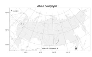 Abies holophylla, Пихта цельнолистная Maxim., Атлас флоры России (FLORUS) (Россия)