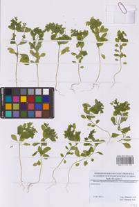 Молочай бутерлаковый, Молочай огородный L., Восточная Европа, Московская область и Москва (E4a) (Россия)