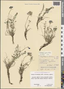 Остролодочник албанский Steven, Кавказ, Северная Осетия, Ингушетия и Чечня (K1c) (Россия)