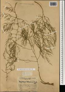 Спаржа даурская Fisch. ex Link, Монголия (MONG) (Монголия)