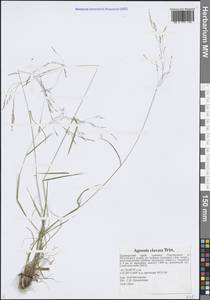 Полевица булововидная Trin., Сибирь, Дальний Восток (S6) (Россия)