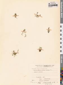 Болотник обыкновенный L., Сибирь, Чукотка и Камчатка (S7) (Россия)