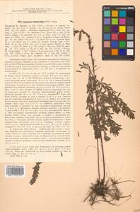 Леспедеца ситниковая (L.f.) Pers., Сибирь, Дальний Восток (S6) (Россия)